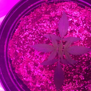 32562038-3612-4241-95B2-AED8C0F3B243