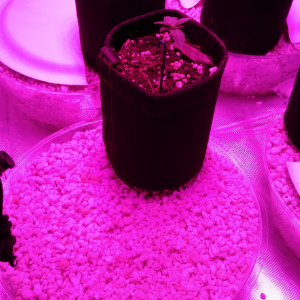 Sub irrigation saucers with fabric pot w/ WW seedling (W1, D7)