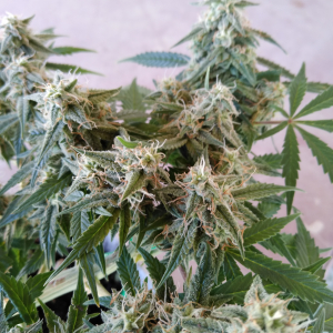 IMG_20190119_121715355