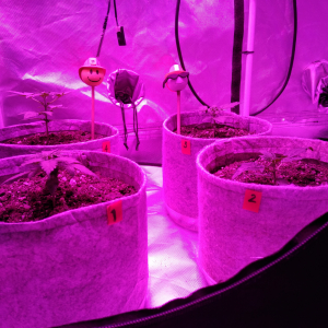 W3, V2, D16 White Widow auto organic/soil