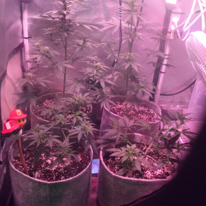 W6, D37, EB2, White Widow auto; just pruned .