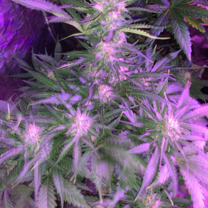 947A9A5E-BED4-4BDC-B406-B8D4118E1150