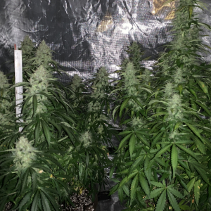 BF09D1BF-0E85-4FE6-A896-9C3048CCD4EA