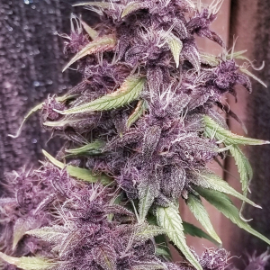 20190819_064518-01-01