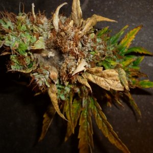 P1030948 (640x480).jpg