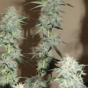 side colas Creme de la Chem