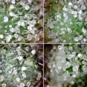 NoName - Trichome Glands