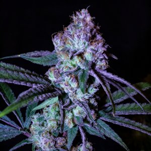 Ayahuasca Purple-3247.jpg