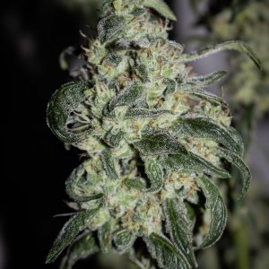 Skywalker side cola mid-trim