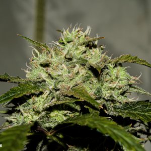 3 Bears OG Closeup Main Cola