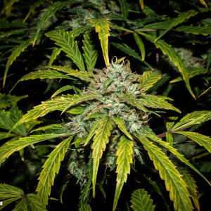 Mephisto Beary White X Man Bear Side Cola