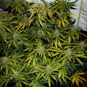 Bear White Man Bear Full Plant 1