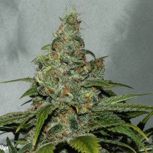 Man Bear Alien Pig closeup 1