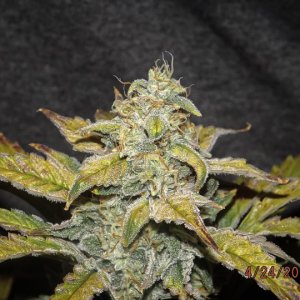 cookies mama main closeup