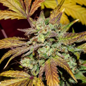 2 Creme de la Chem Nov/Dec 2019