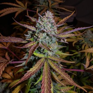 4 Creme de la Chem Nov/Dec 2019