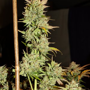 9 Creme de la Chem Nov/Dec 2019