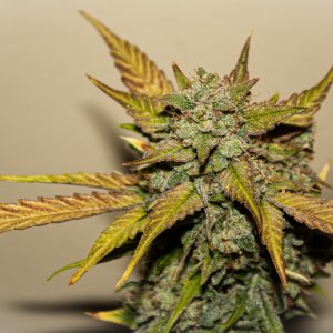 12 Creme de la Chem Nov/Dec 2019