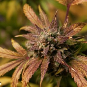 15 Creme de la Chem Nov/Dec 2019