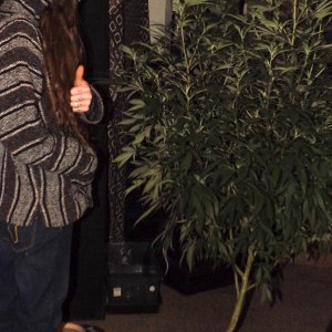 Ayahuasca Purple and Me