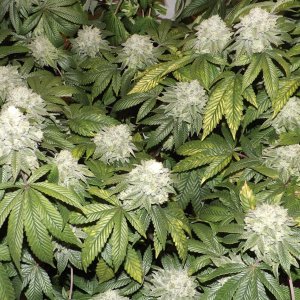 full Glue Breath View