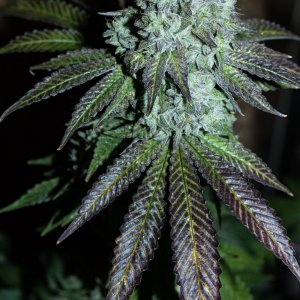 colorful Glue Breath