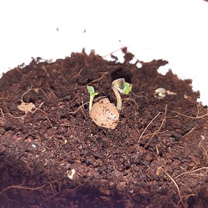 Twin fast green crack