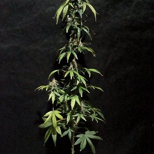 Skunk x Kush one ltr pot.