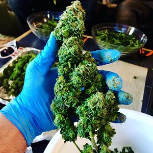 Mars Hydro SP250 grow results