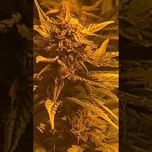 Middle of run auto flower non-feminized regular golden key