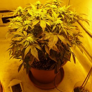 P1040519 (480x640).jpg