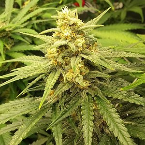 Gorilla Cookies fastbuds 8 weeks