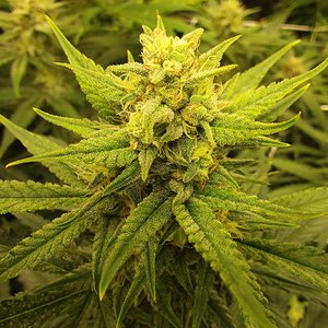 Strawberry pie fastbuds 8 weeks