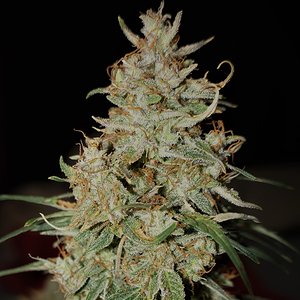 Wicked Monkey Auto - SAG