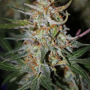 Wicked Monkey Auto - SAG