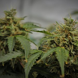 Dream Berry Auto - SAG