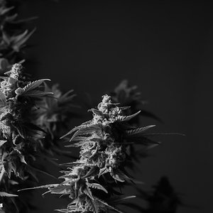 BLACKdestroyer (123).jpg