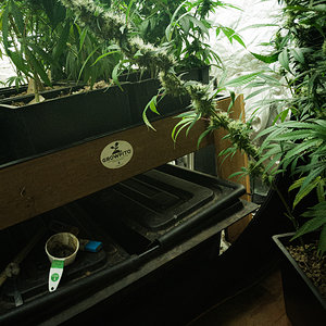 Ace Seeds Bangi Congo x Panama