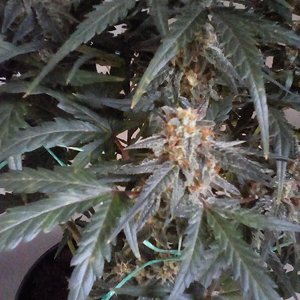 White widow x cheese x chronic 51days