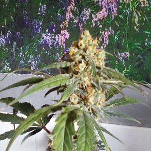 White widow x cheese x chronic 51days