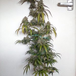 Cali kush x critical mass (choc skunk)