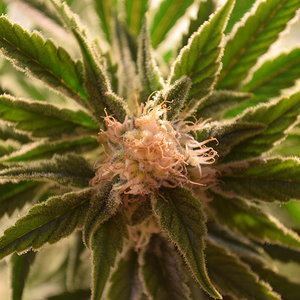 Day 35 Flower