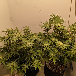 B.O.G. LifeStar - Flowering Day 27
