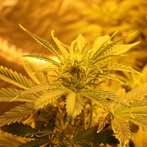 IMG_9394 — kopia.JPG