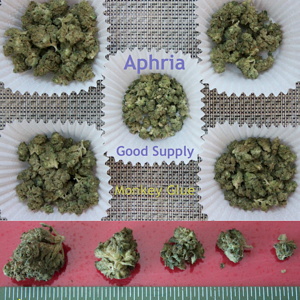 SQdC - Aphria - Good Supply - Monkey Glue