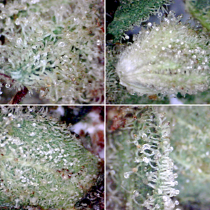 SQdC - Aphria - Good Supply - Monkey Glue (trichome glands captured under USB microscope)