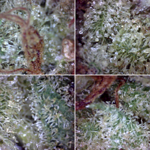 SQdC - TGOD, Highly Dutch Organic - Amsterdam Sativa - Direct from bag...