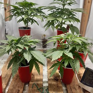 Gelato41 and Big bid autos