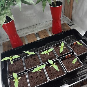 Strawberry chemdawg OG