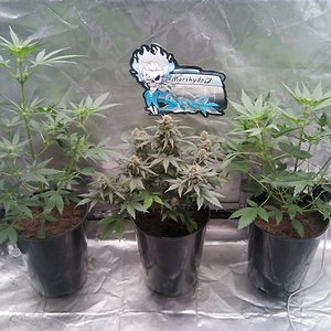 LECTER, nuggets , LECTER